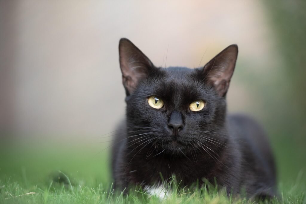 cat, pet, feline, black cat, animal, fur, kitty, domestic, domestic cat, cat portrait, animal world, cat, nature, cat, black cat, black cat, black cat, black cat, black cat